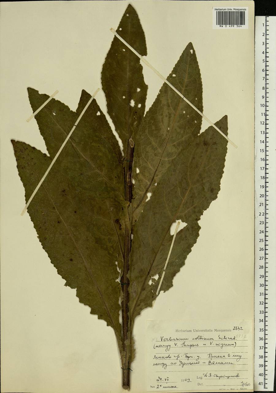 Verbascum phoeniceum subsp. phoeniceum, Восточная Европа, Московская область и Москва (E4a) (Россия)