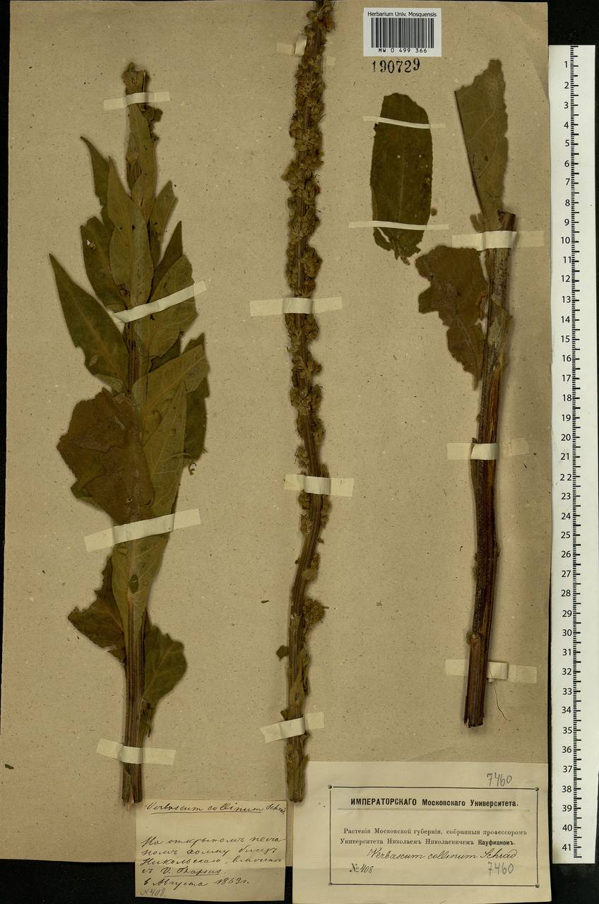 Verbascum phoeniceum subsp. phoeniceum, Восточная Европа, Московская область и Москва (E4a) (Россия)