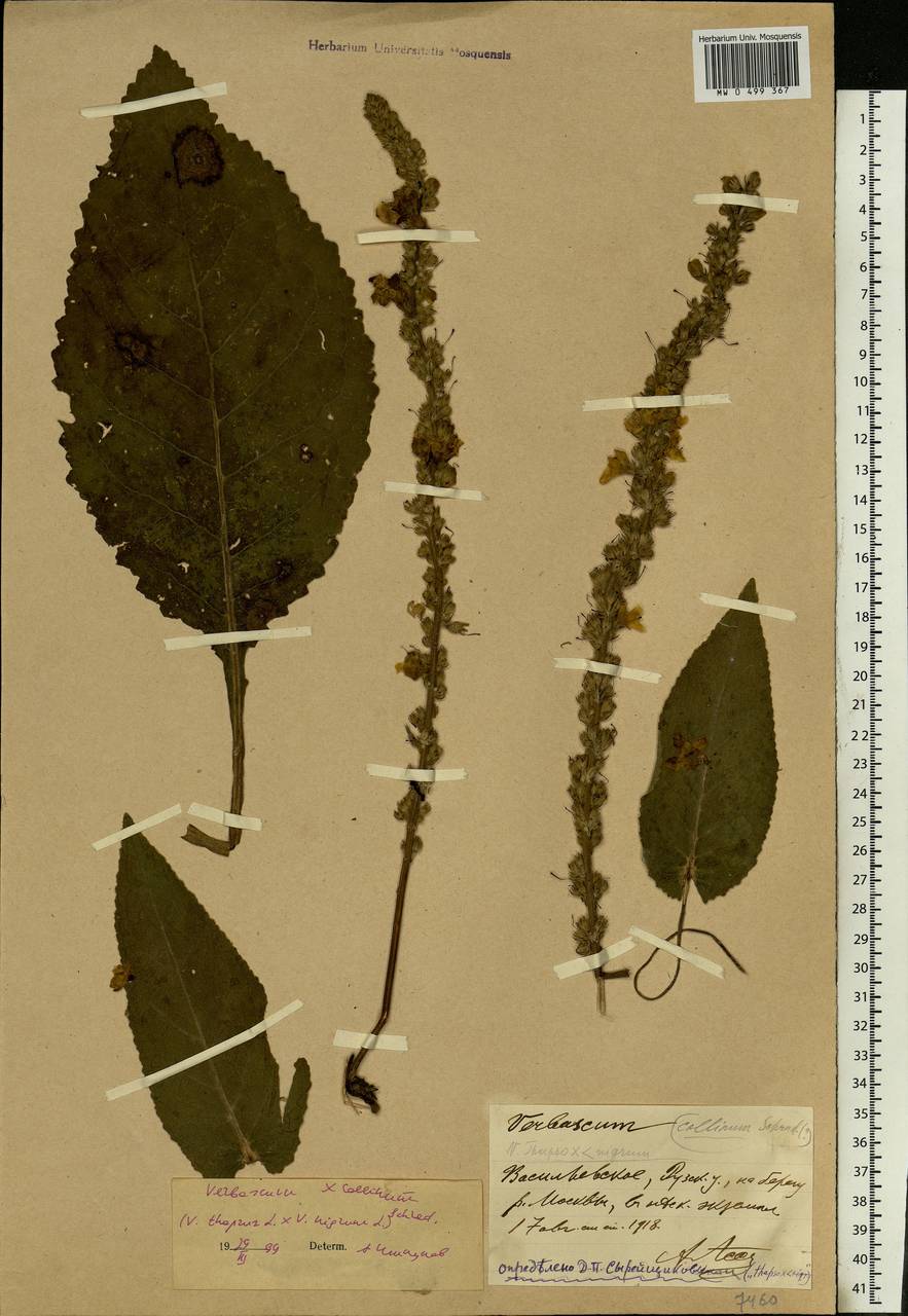 Verbascum phoeniceum subsp. phoeniceum, Восточная Европа, Московская область и Москва (E4a) (Россия)