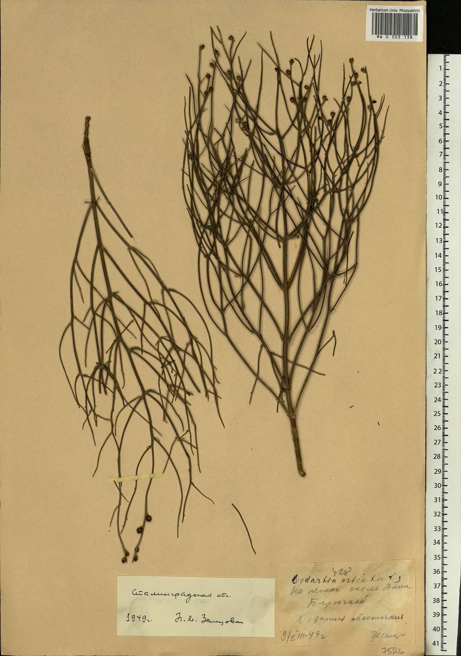 Amycolatopsis orientalis таксономическое положение