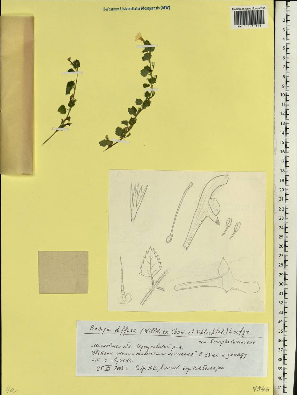 MW0503346, Bacopa diffusa (Бакопа раскидистая), specimen