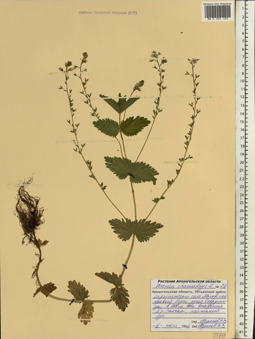 MW0504165, Veronica chamaedrys (Вероника дубравная), specimen