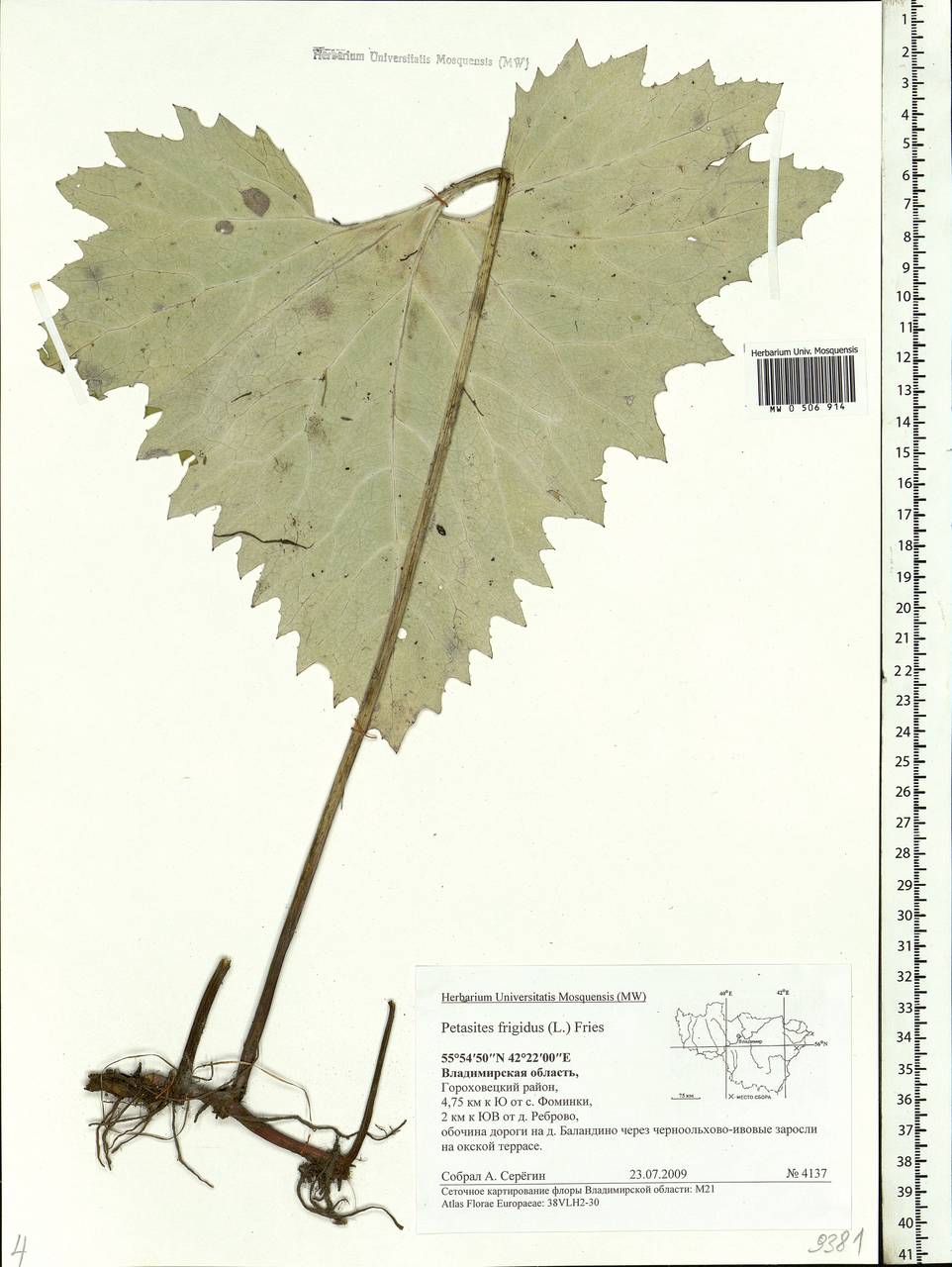 MW0506914, Petasites frigidus (Белокопытник холодный), specimen
