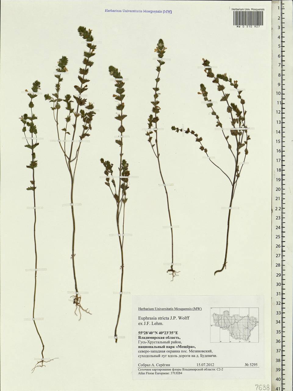 Euphrasia stricta рисунок