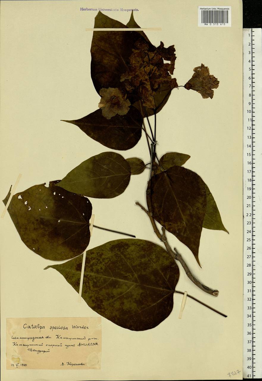 MW0513615, Catalpa speciosa (Катальпа красивая), specimen