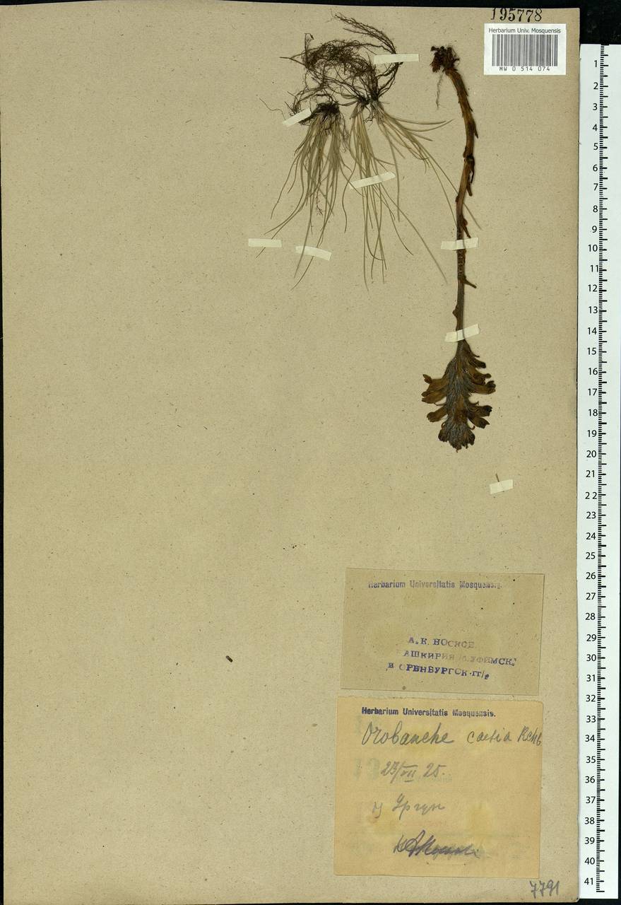 Фелипанхе голубая (Rchb.) Soják, Восточная Европа, Восточный район (E10) (Россия)