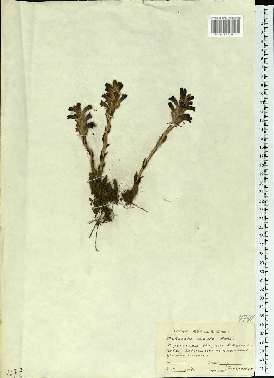 Фелипанхе голубая (Rchb.) Soják, Восточная Европа, Южно-Украинский район (E12) (Украина)