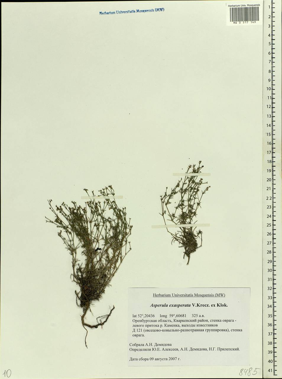 Cynanchica tephrocarpa subsp. exasperata (V.I.Krecz. ex Klokov) P.Caputo & Del Guacchio, Восточная Европа, Восточный район (E10) (Россия)