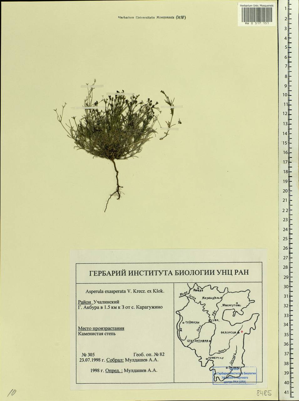 Cynanchica tephrocarpa subsp. exasperata (V.I.Krecz. ex Klokov) P.Caputo & Del Guacchio, Восточная Европа, Восточный район (E10) (Россия)