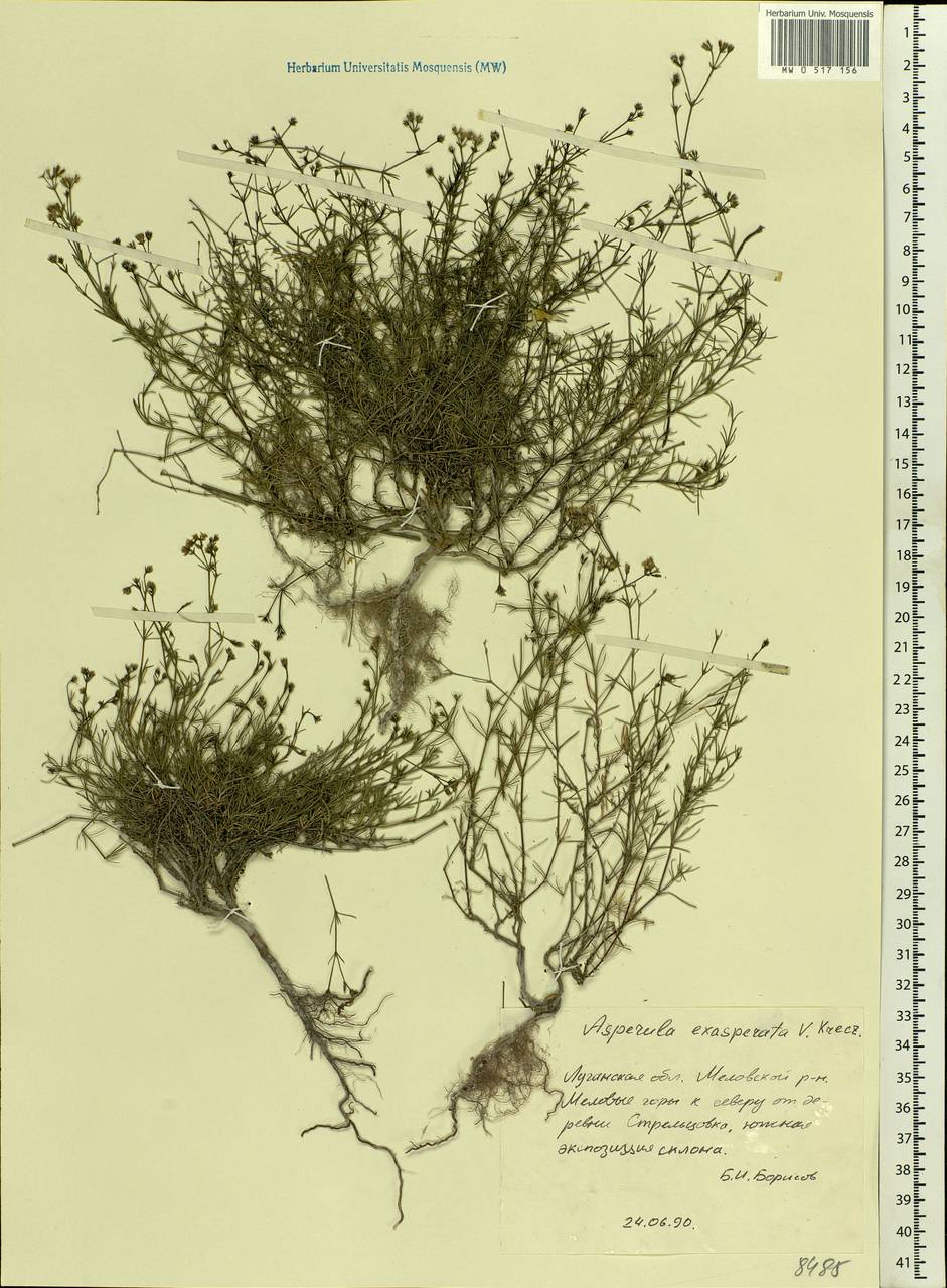 Cynanchica tephrocarpa subsp. exasperata (V.I.Krecz. ex Klokov) P.Caputo & Del Guacchio, Восточная Европа, Северо-Украинский район (E11) (Украина)
