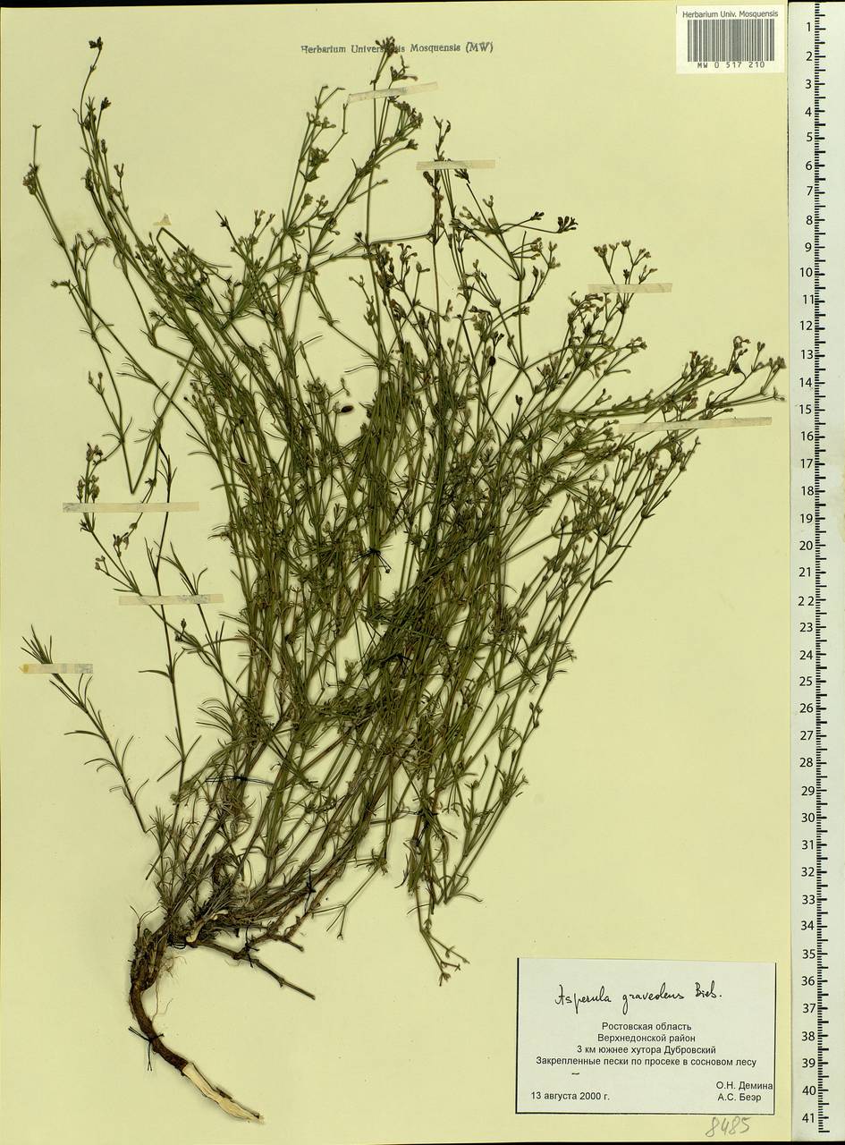 Cynanchica graveolens subsp. graveolens, Восточная Европа, Ростовская область (E12a) (Россия)
