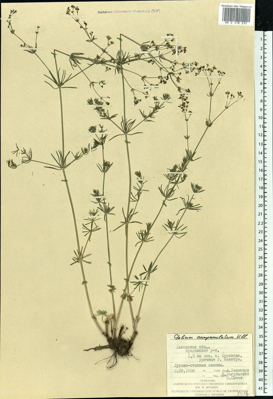 Подмаренник сизый, Восточная Европа, Западно-Украинский район (E13) (Украина)