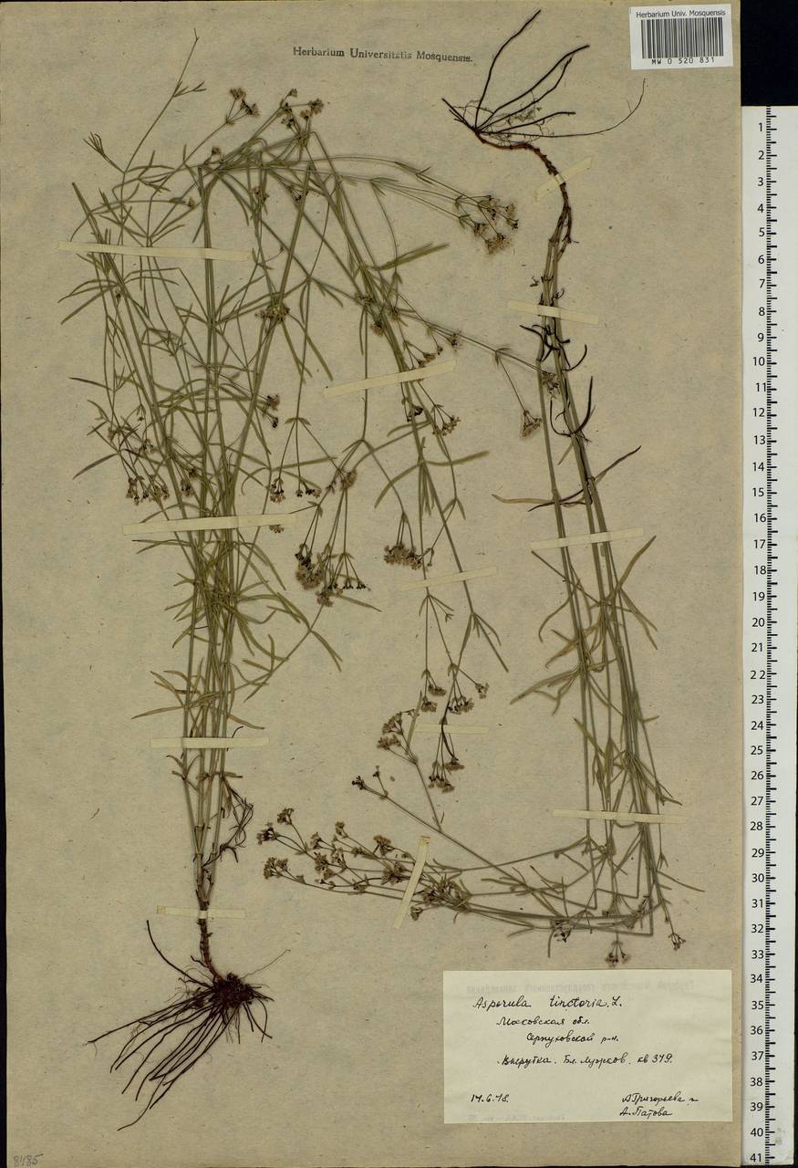 Asperula tinctoria L., Восточная Европа, Московская область и Москва (E4a) (Россия)