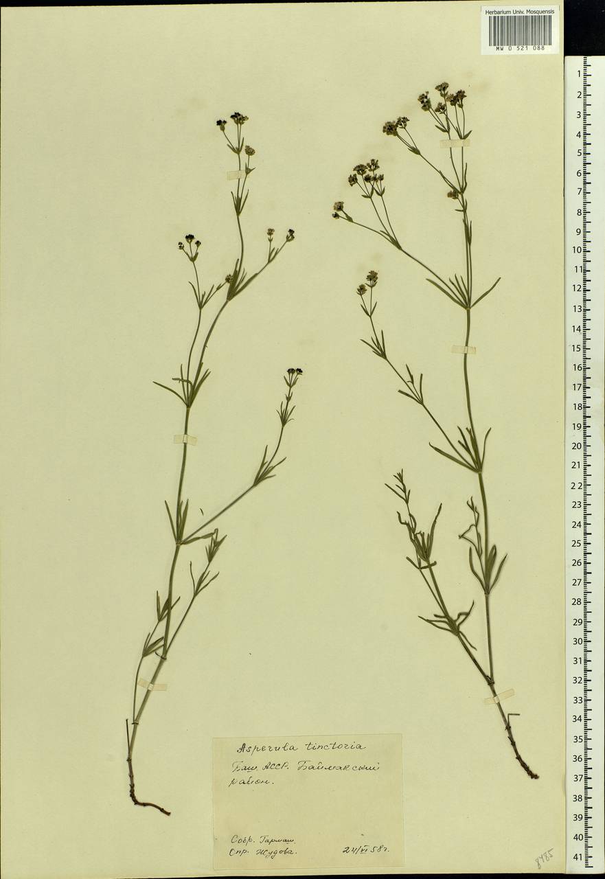 Asperula tinctoria L., Восточная Европа, Восточный район (E10) (Россия)