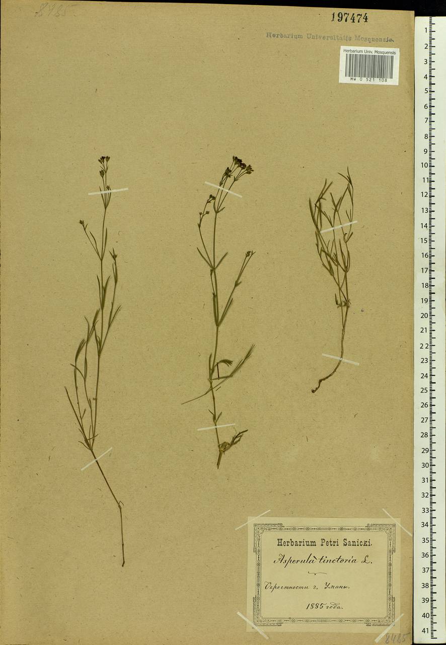 Asperula tinctoria L., Восточная Европа, Северо-Украинский район (E11) (Украина)