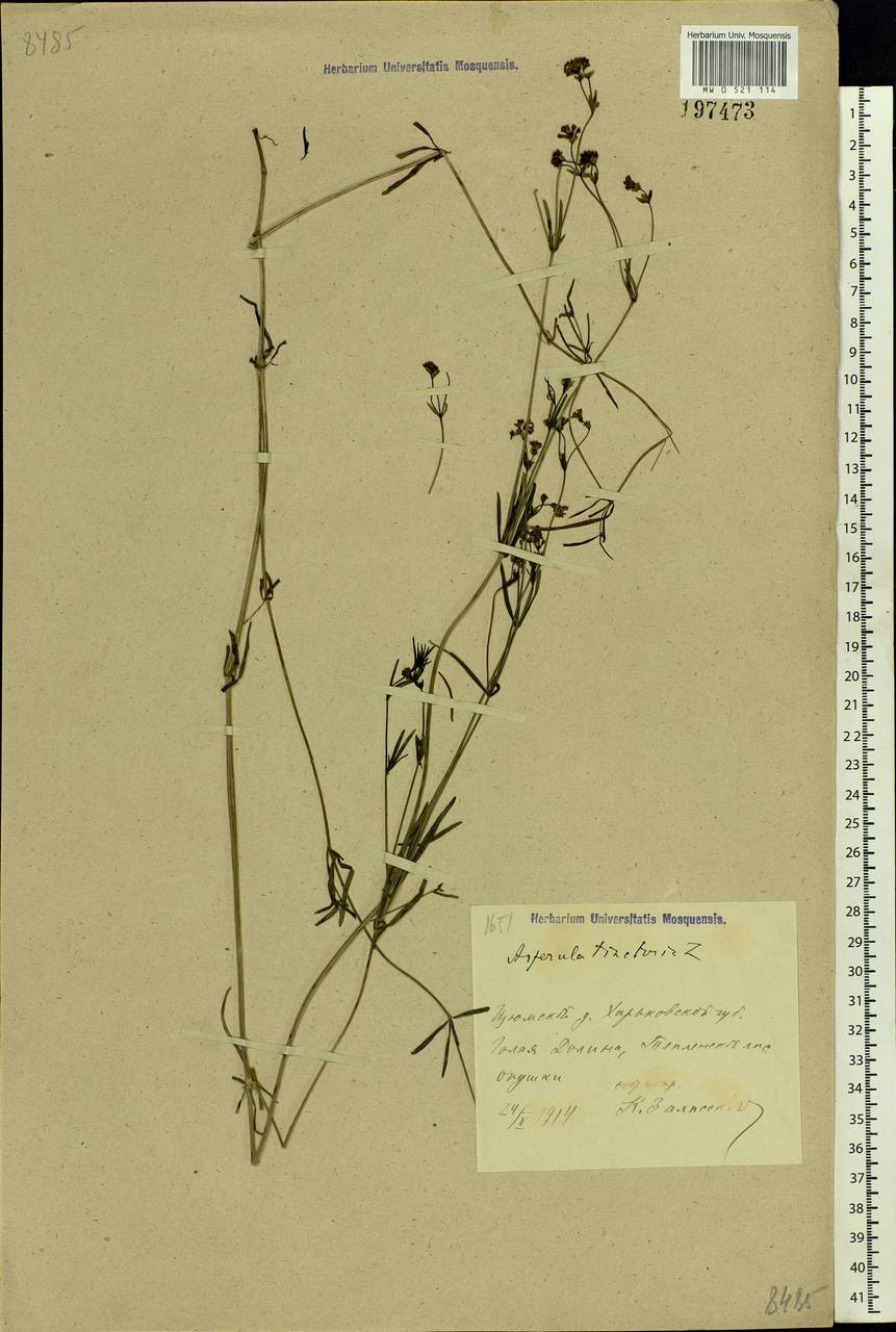 Asperula tinctoria L., Восточная Европа, Северо-Украинский район (E11) (Украина)