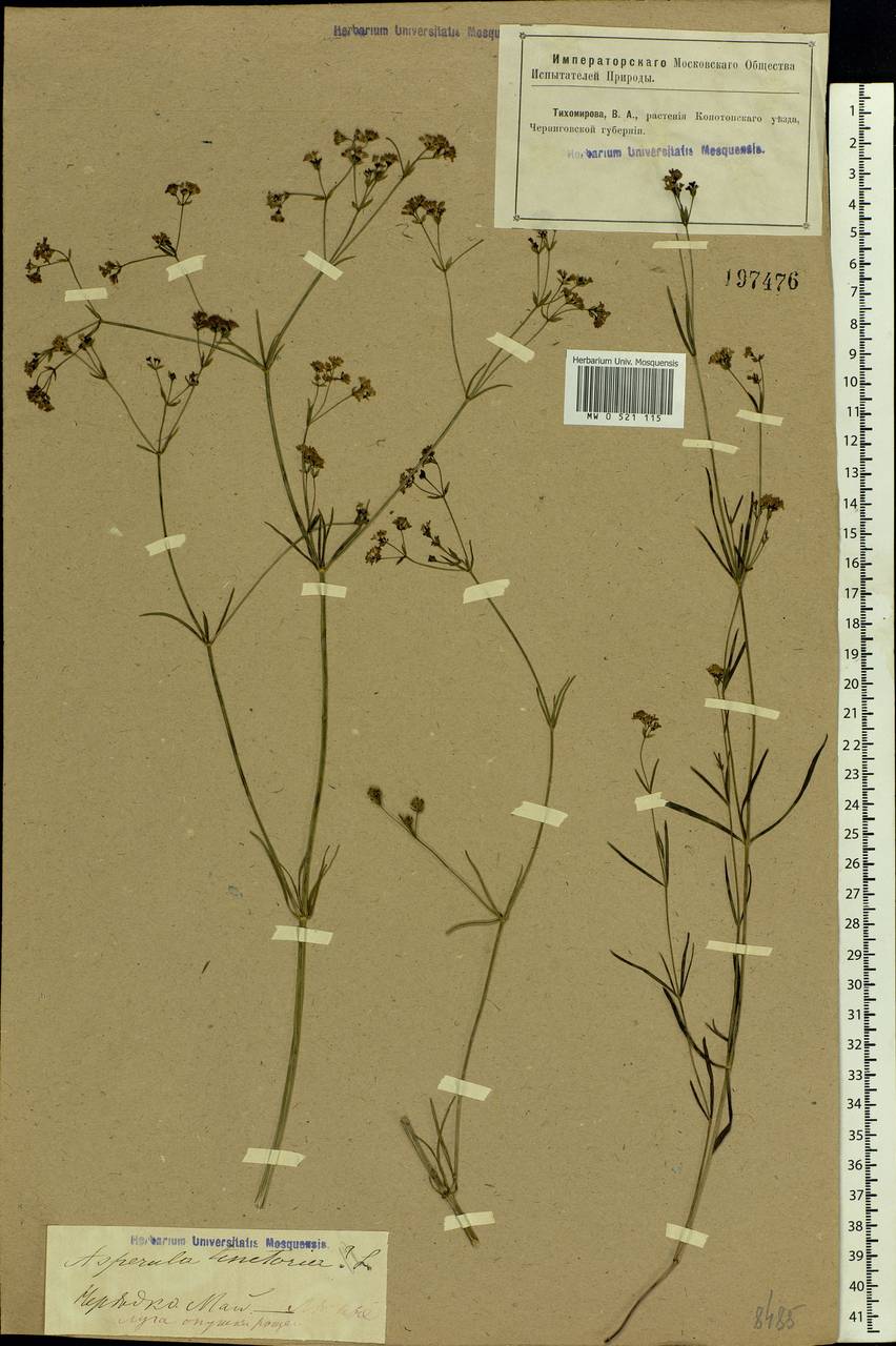 Cynanchica tinctoria (L.) Fourr., Восточная Европа, Северо-Украинский район (E11) (Украина)