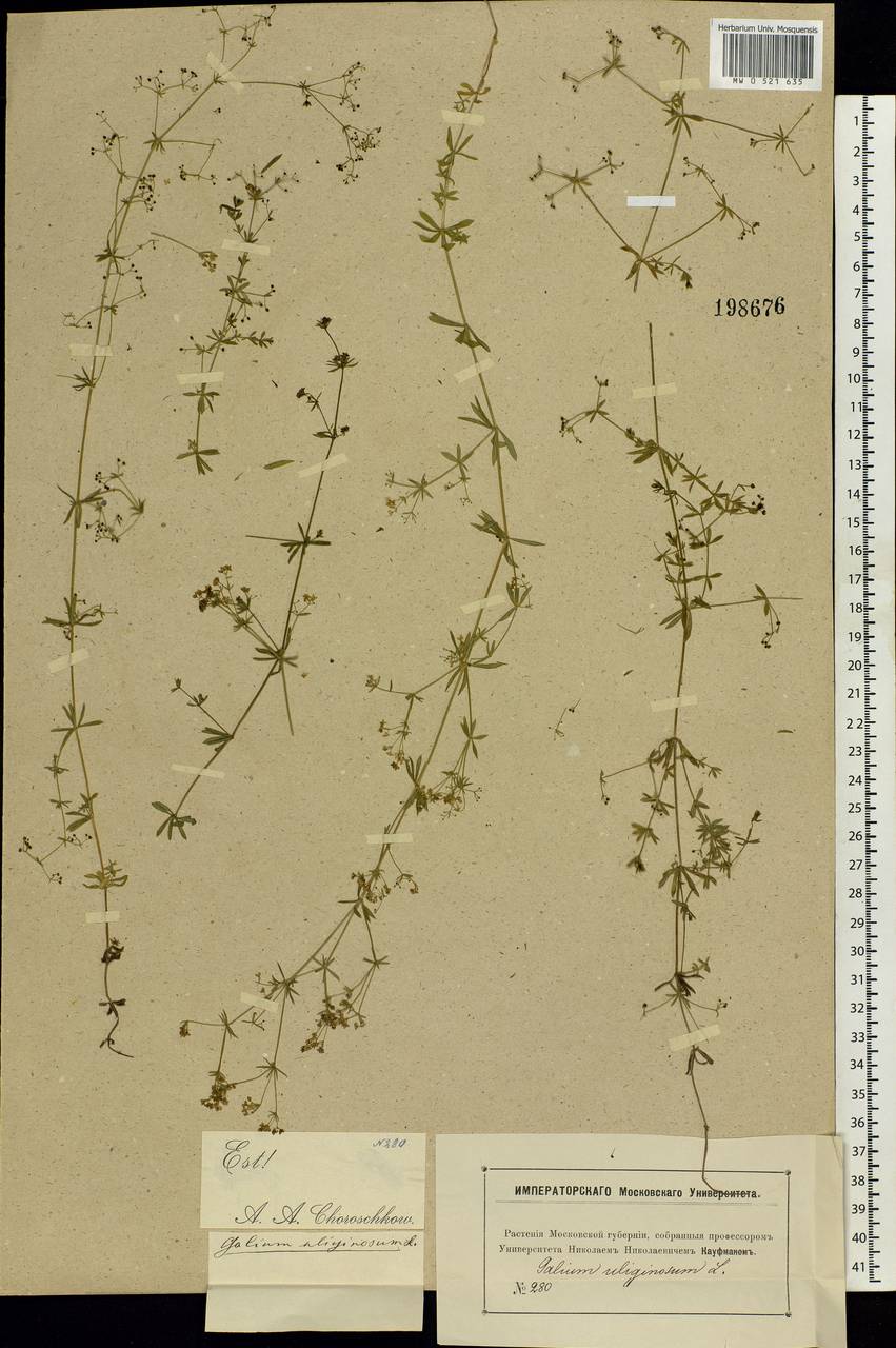 Подмаренник топяной L., Восточная Европа, Московская область и Москва (E4a) (Россия)