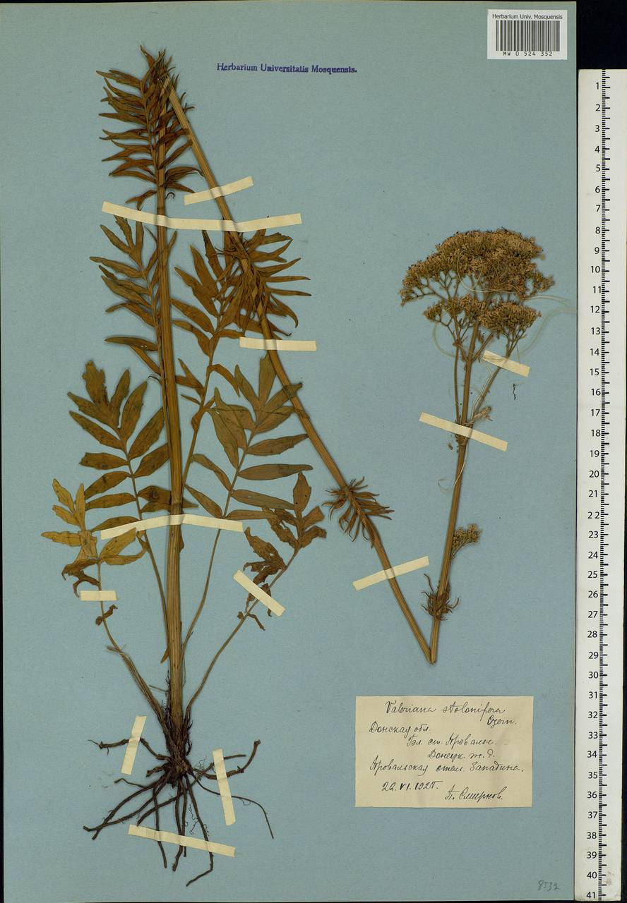 Valeriana pratensis subsp. angustifolia (Soó) Kirschner, Buttler & Hand, Восточная Европа, Северо-Украинский район (E11) (Украина)