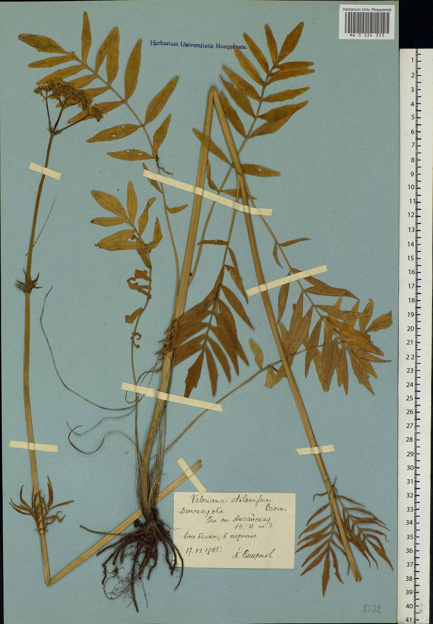 Valeriana pratensis subsp. angustifolia (Soó) Kirschner, Buttler & Hand, Восточная Европа, Ростовская область (E12a) (Россия)
