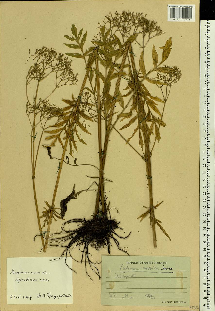 Валериана русская P. A. Smirn., Восточная Европа, Центральный лесостепной район (E6) (Россия)