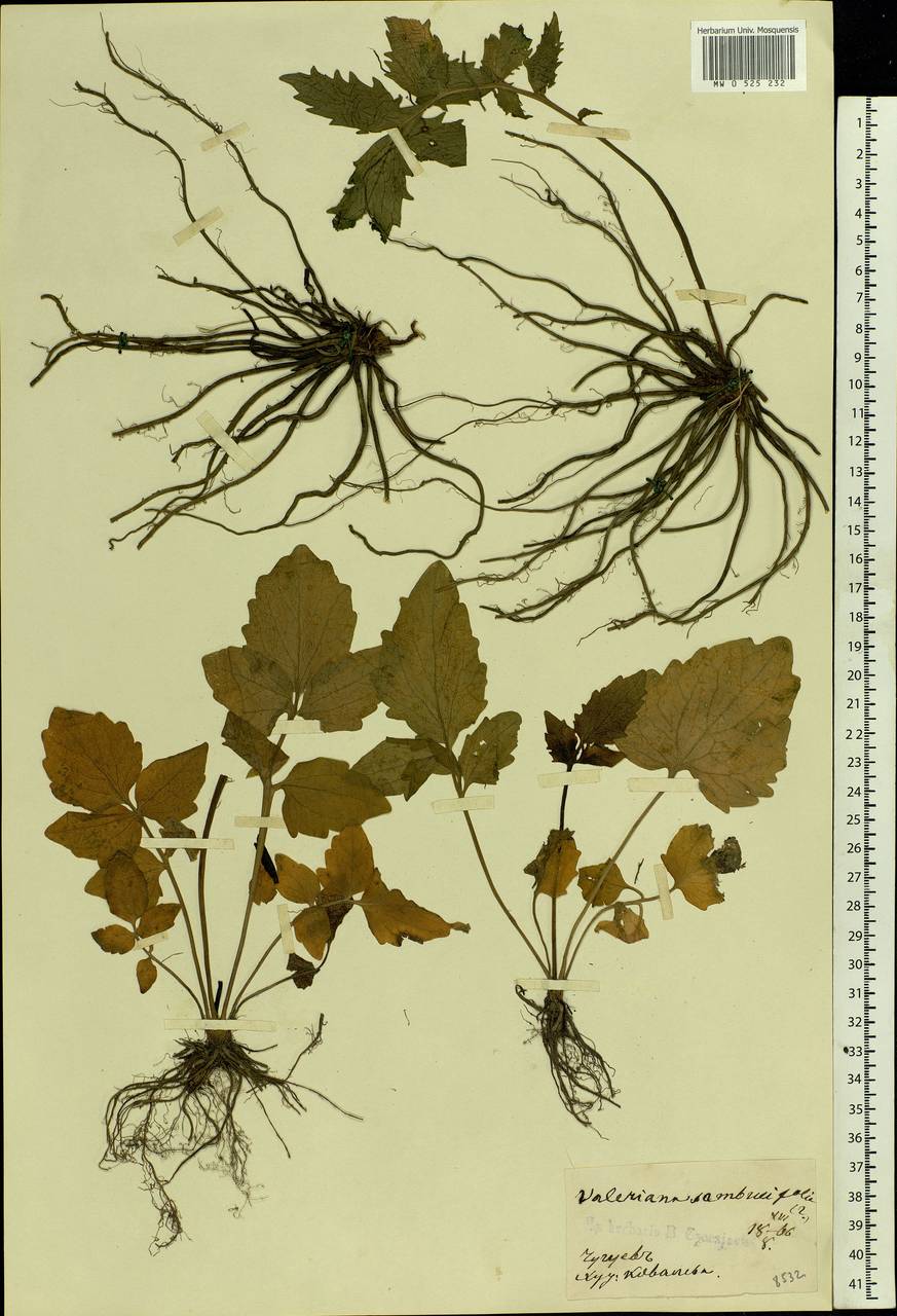 Valeriana excelsa subsp. sambucifolia (J. C. Mikan ex Pohl) Holub, Восточная Европа, Северо-Украинский район (E11) (Украина)