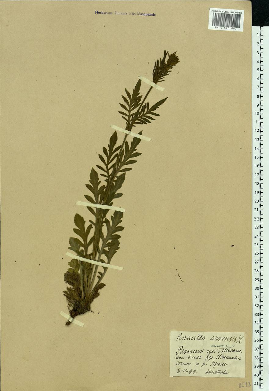 Короставник полевой (L.) Coult., Восточная Европа, Центральный район (E4) (Россия)