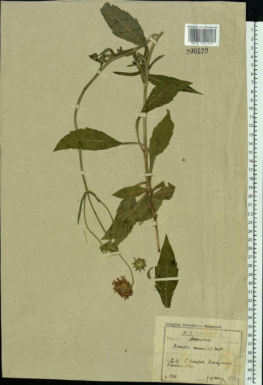 Короставник полевой (L.) Coult., Восточная Европа, Московская область и Москва (E4a) (Россия)