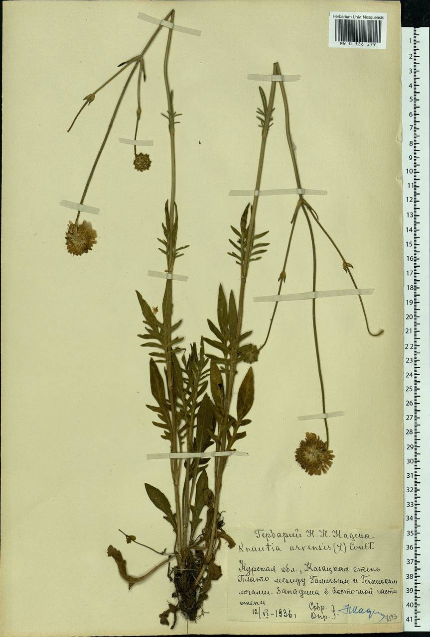 Короставник полевой (L.) Coult., Восточная Европа, Центральный лесостепной район (E6) (Россия)