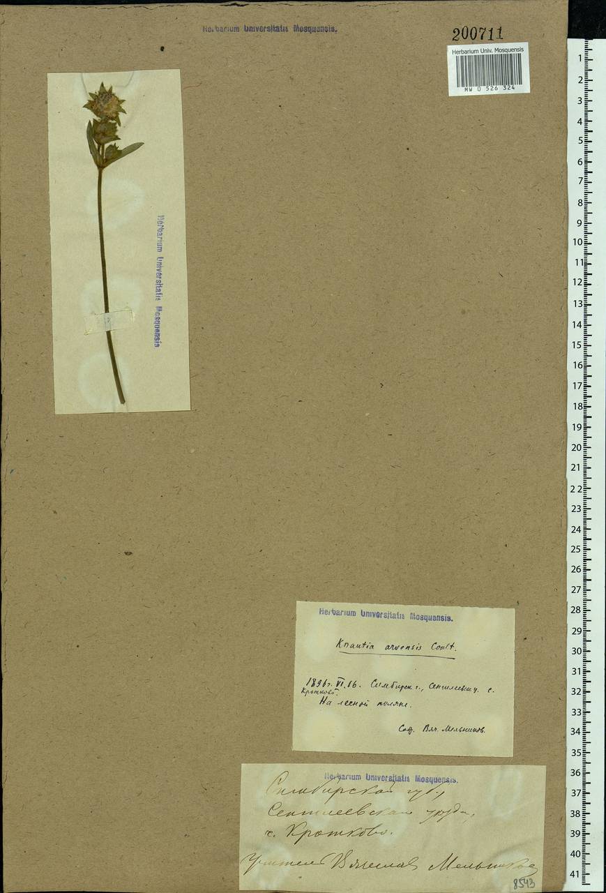 Короставник полевой (L.) Coult., Восточная Европа, Средневолжский район (E8) (Россия)