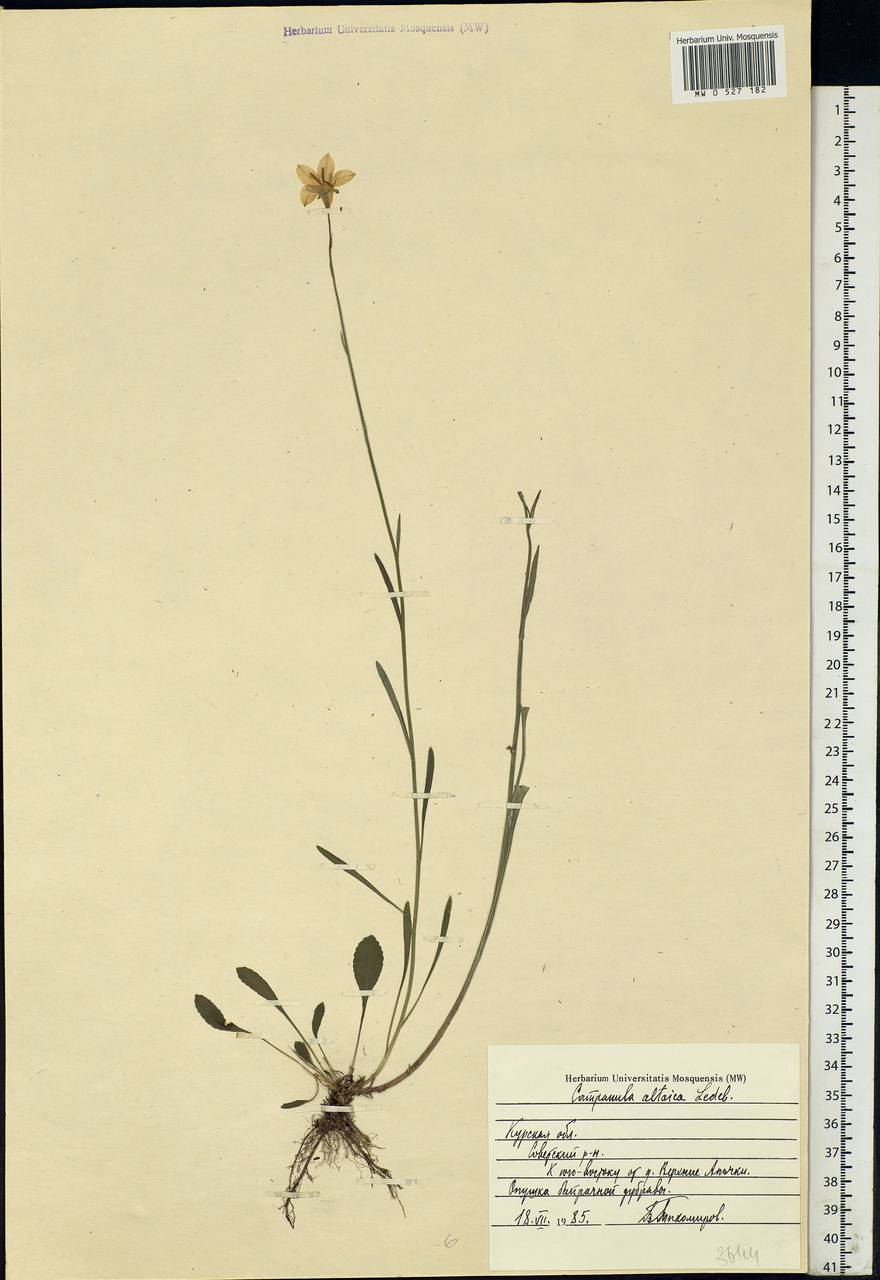 Campanula stevenii subsp. altaica (Ledeb.) Fed., Восточная Европа, Центральный лесостепной район (E6) (Россия)