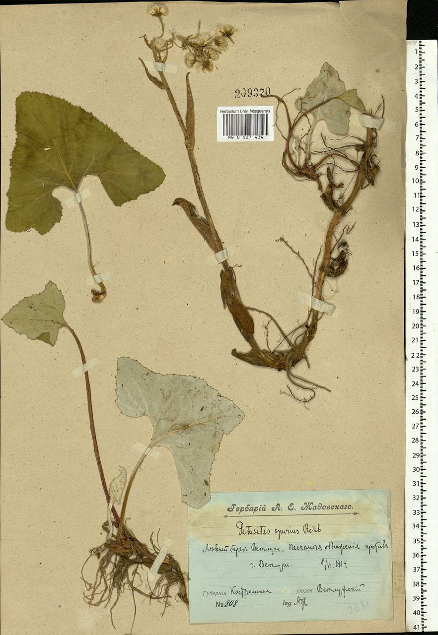 MW0527434, Petasites spurius (Белокопытник ложный), specimen