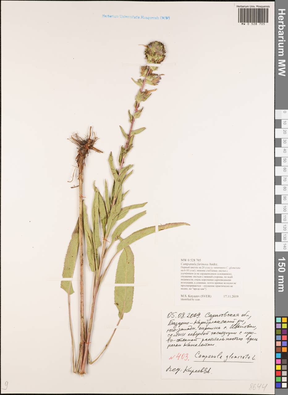 Campanula glomerata subsp. farinosa (Rochel ex Besser) Kirschl., Восточная Европа, Нижневолжский район (E9) (Россия)