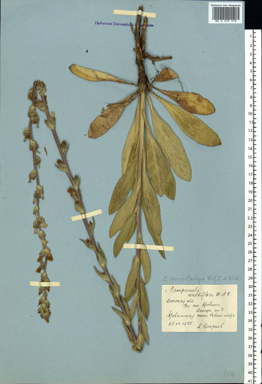 Колокольчик крупноколосый Waldst. & Kit. ex Willd., Восточная Европа, Северо-Украинский район (E11) (Украина)