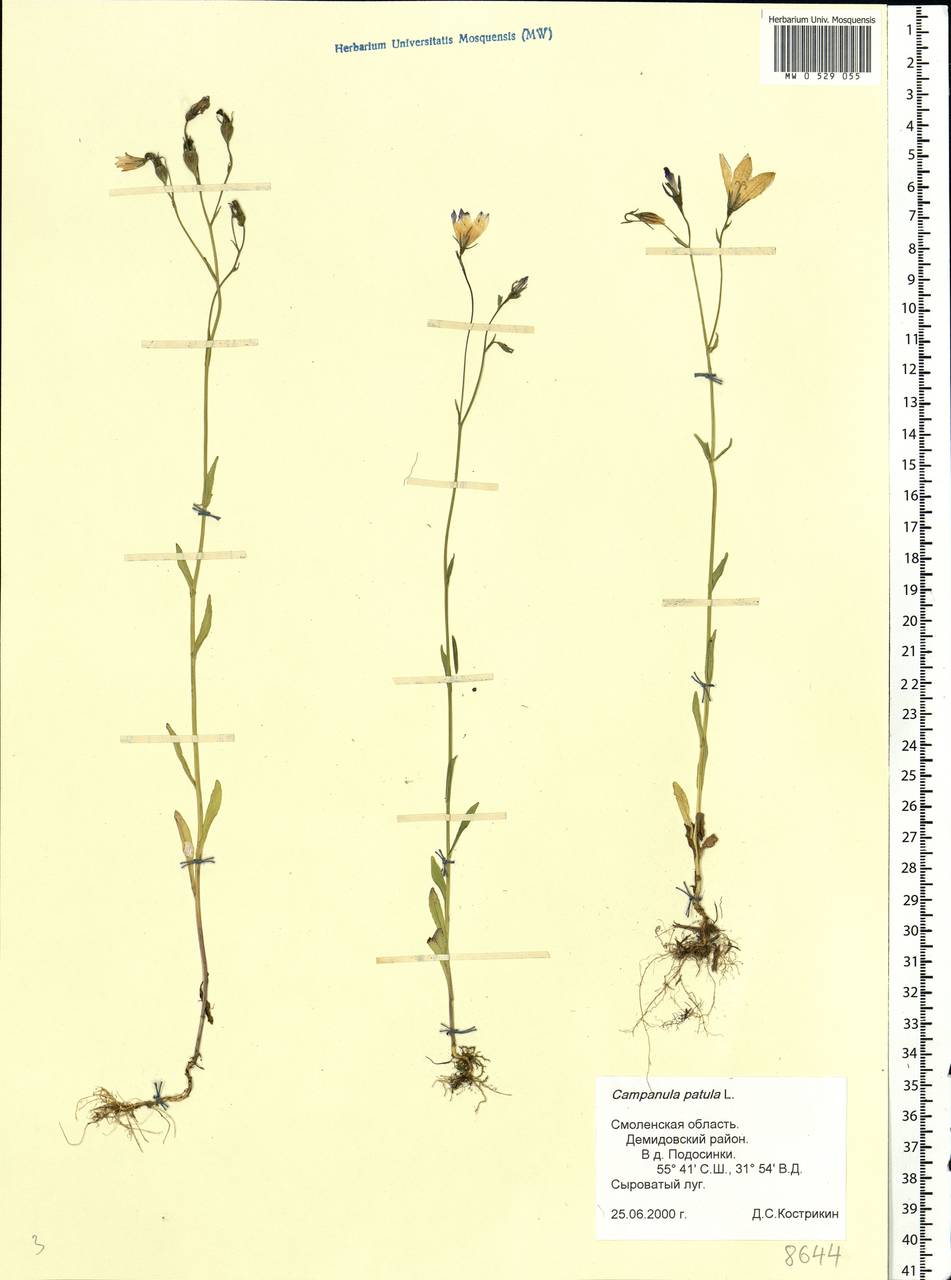 Колокольчик раскидистый L., Восточная Европа, Западный район (E3) (Россия)