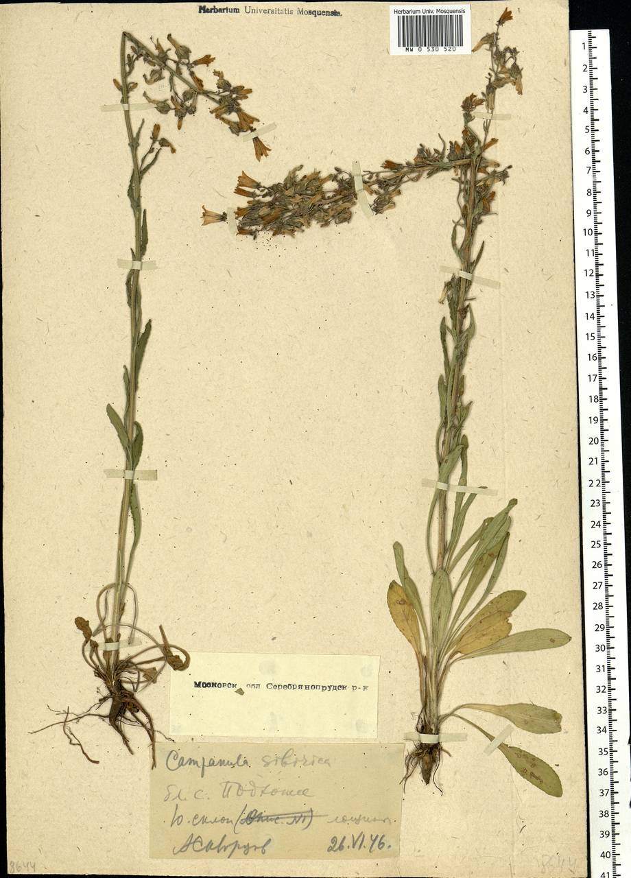 Колокольчик сибирский L., Восточная Европа, Московская область и Москва (E4a) (Россия)