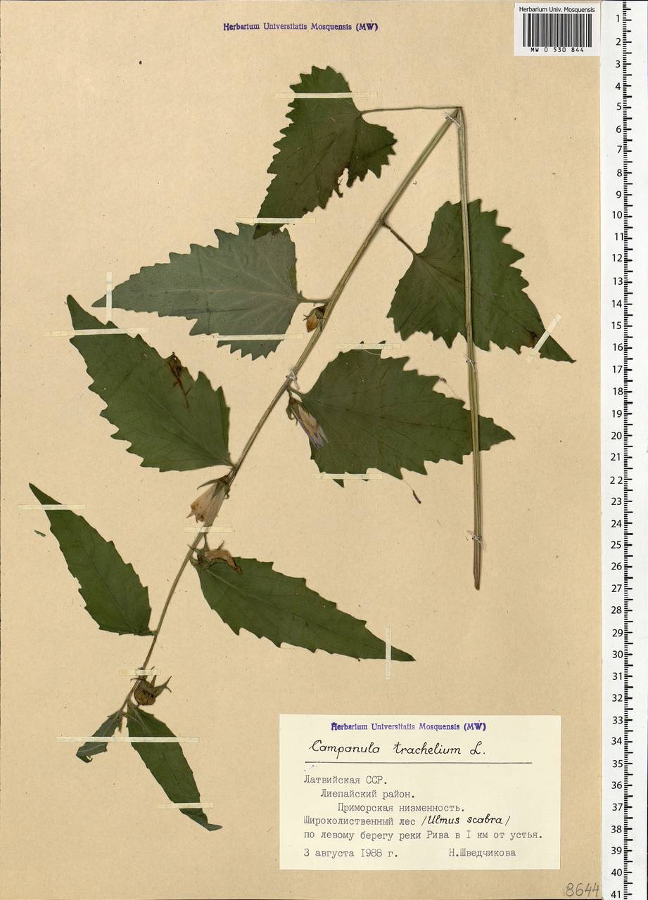 Колокольчик крапиволистный L., Восточная Европа, Латвия (E2b) (Латвия)