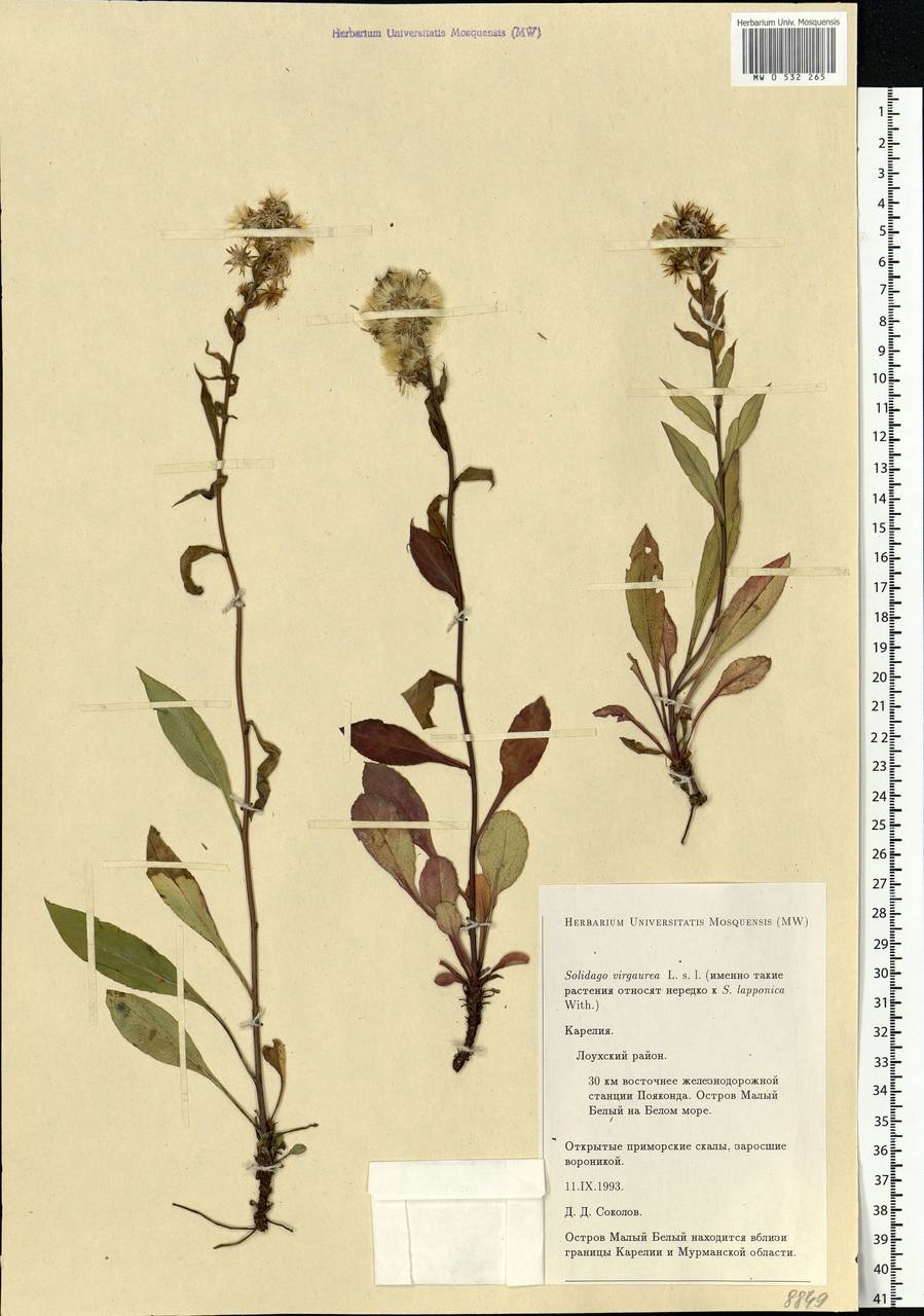 Solidago virgaurea subsp. lapponica (With.) Tzvelev, Восточная Европа, Северный район (E1) (Россия)