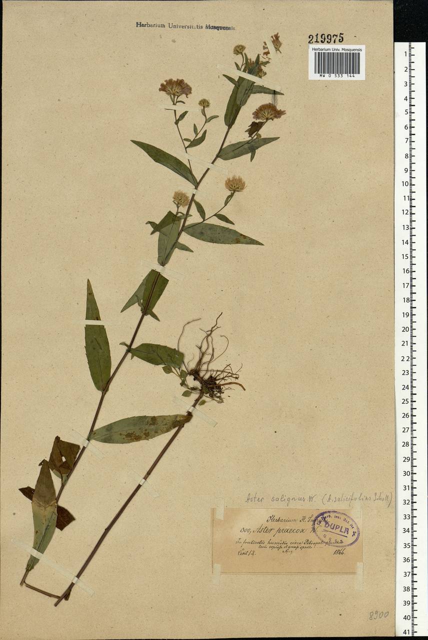 Symphyotrichum ×salignum (Willd.) G. L. Nesom, Восточная Европа, Северо-Западный район (E2) (Россия)