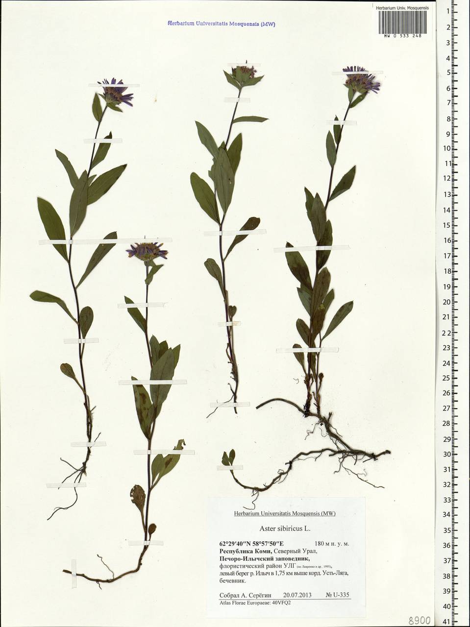 Эврибия сибирская, Восточная Европа, Северный район (E1) (Россия)