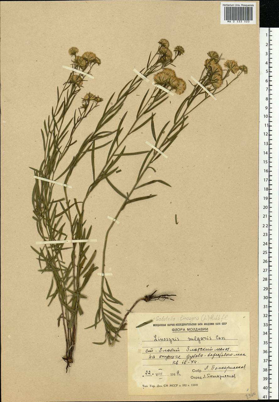 Солонечник льновидный (L.) Rchb. fil., Восточная Европа, Молдавия (E13a) (Молдавия)