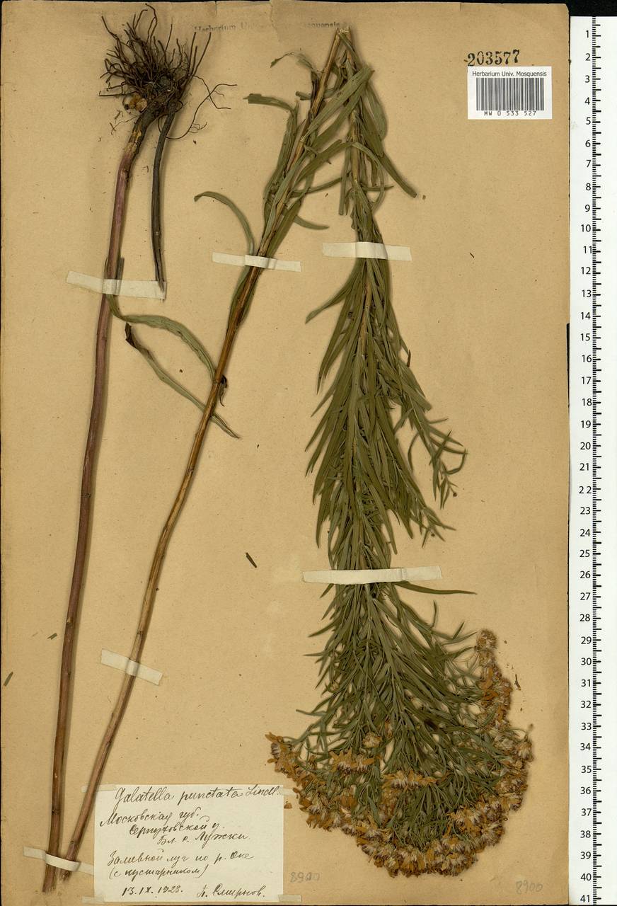 Galatella sedifolia subsp. sedifolia, Восточная Европа, Московская область и Москва (E4a) (Россия)