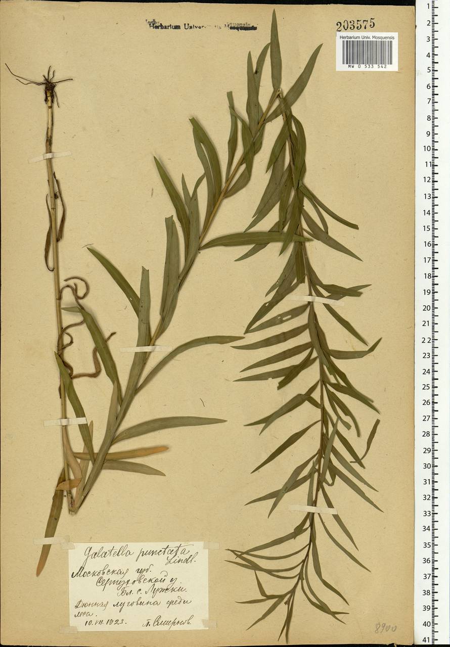 Galatella sedifolia subsp. sedifolia, Восточная Европа, Московская область и Москва (E4a) (Россия)