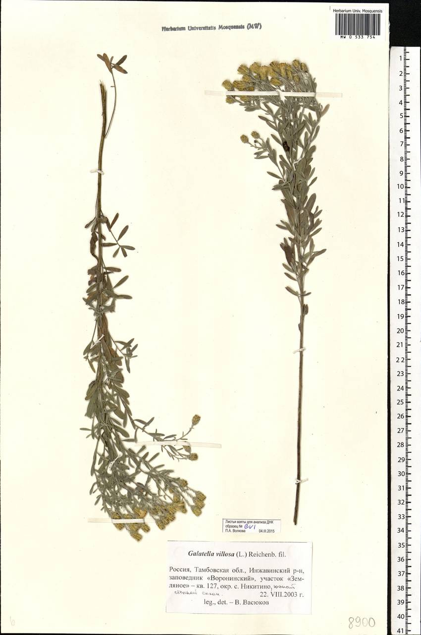 Солонечник мохнатый, Грудница мохнатая (L.) Rchb. fil., Восточная Европа, Центральный лесостепной район (E6) (Россия)