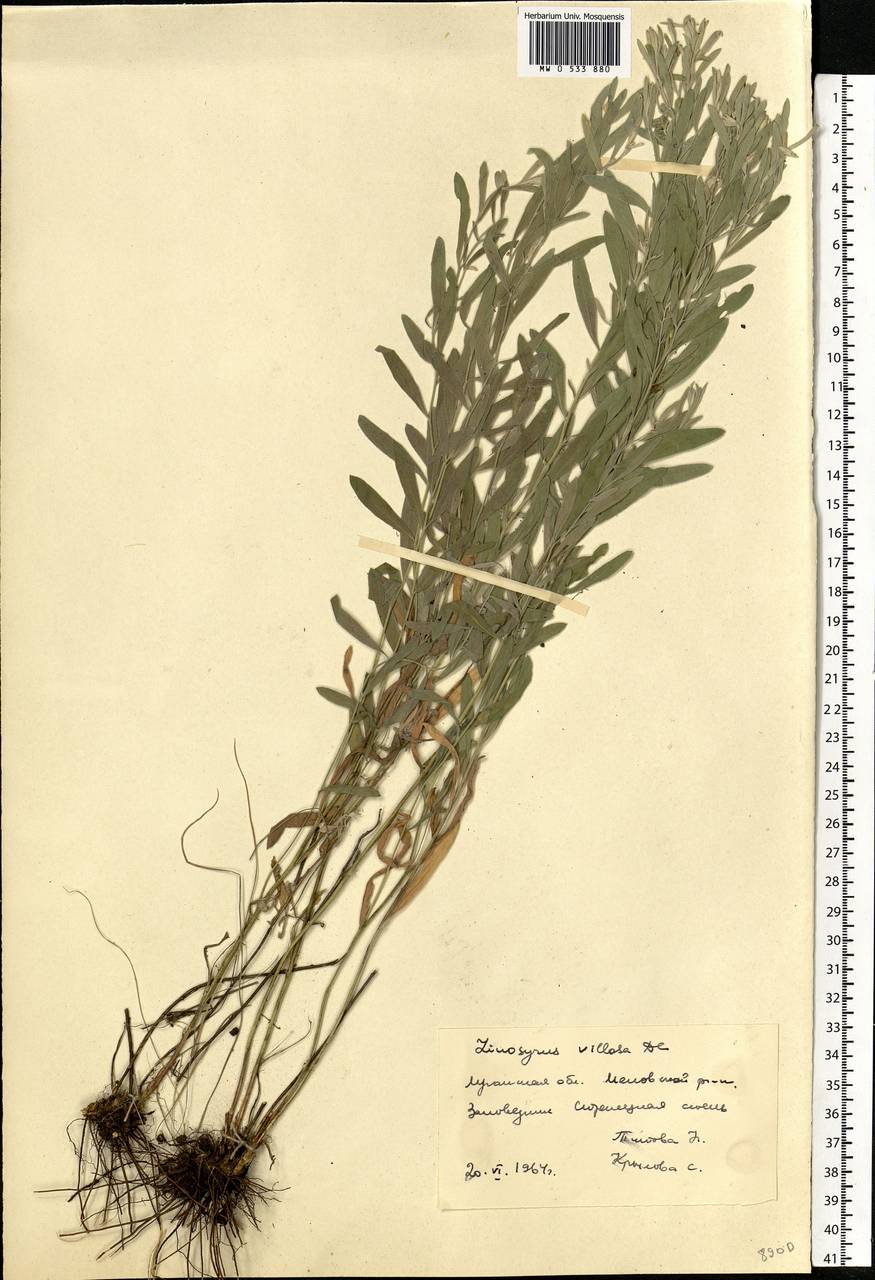 Солонечник мохнатый, Грудница мохнатая (L.) Rchb. fil., Восточная Европа, Северо-Украинский район (E11) (Украина)