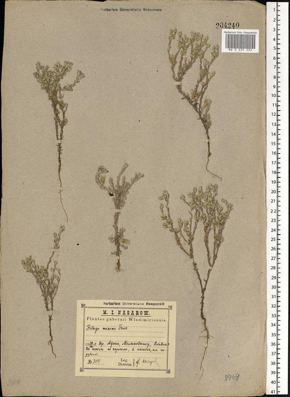 Logfia minima (Sm.) Dumort., Восточная Европа, Центральный район (E4) (Россия)