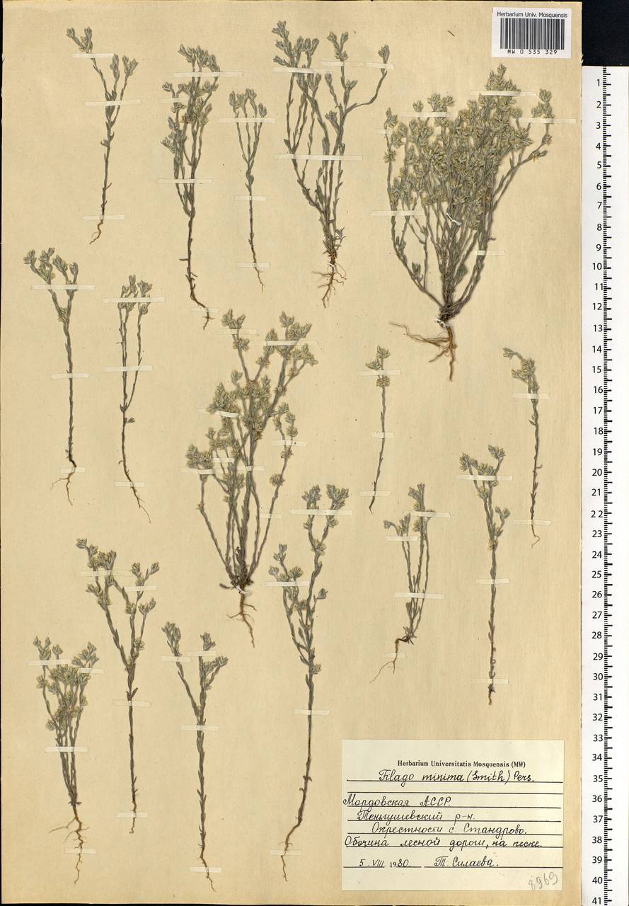 Logfia minima (Sm.) Dumort., Восточная Европа, Средневолжский район (E8) (Россия)