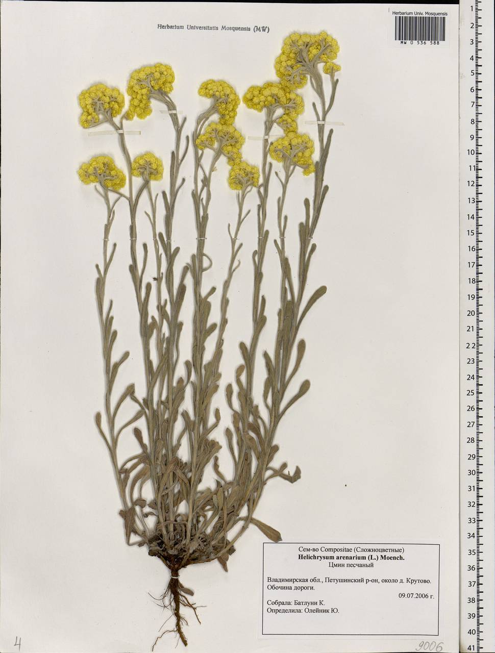 Бессмертник песчаный (цмин).. Helichrysum arenarium гербарий. Цмин лимонный. Helichrysum рисунок.