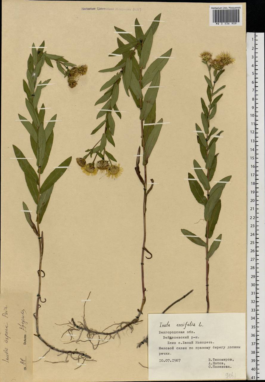 Pentanema salicinum subsp. asperum (Poir.) Mosyakin, Восточная Европа, Центральный лесостепной район (E6) (Россия)