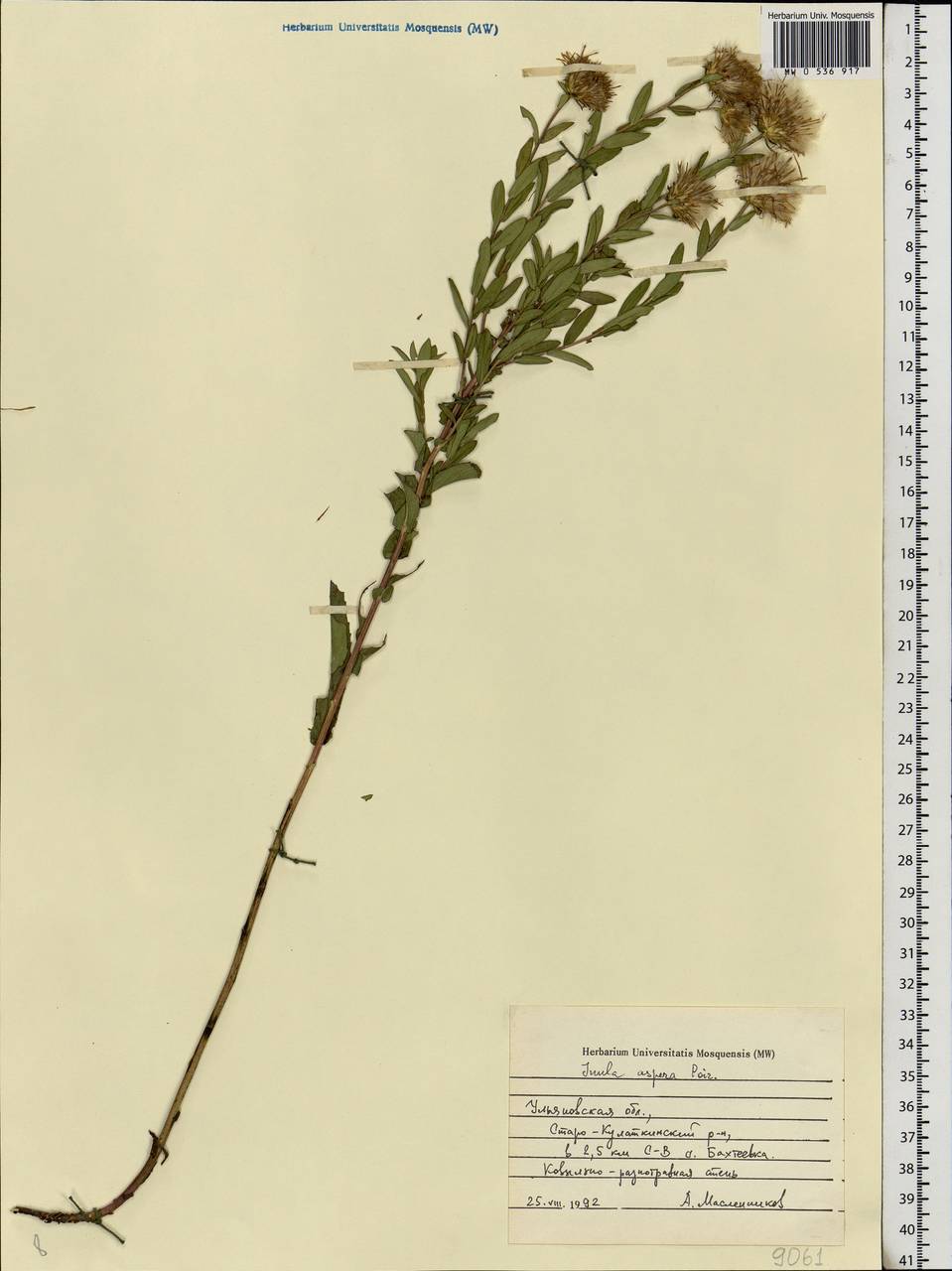 Pentanema salicinum subsp. asperum (Poir.) Mosyakin, Восточная Европа, Средневолжский район (E8) (Россия)